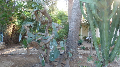 Super finca  rústica en Altea